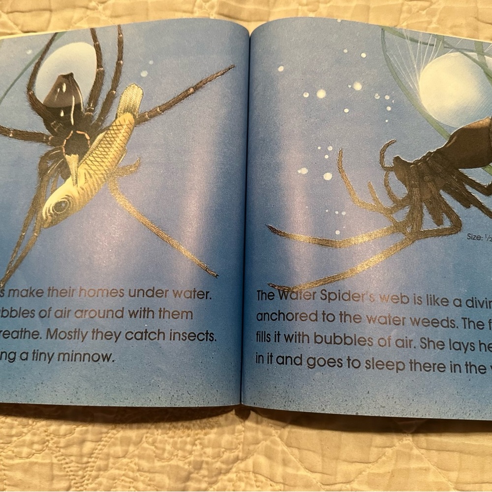 Spiders - Picture 7 of 11